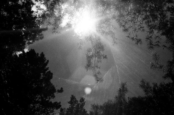 Sunlight streams through the branches of pine trees, creating a starburst effect and visible light rays.