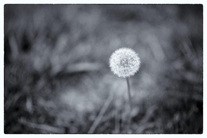 A single dandelion seed head stands in a field of blurred grass.