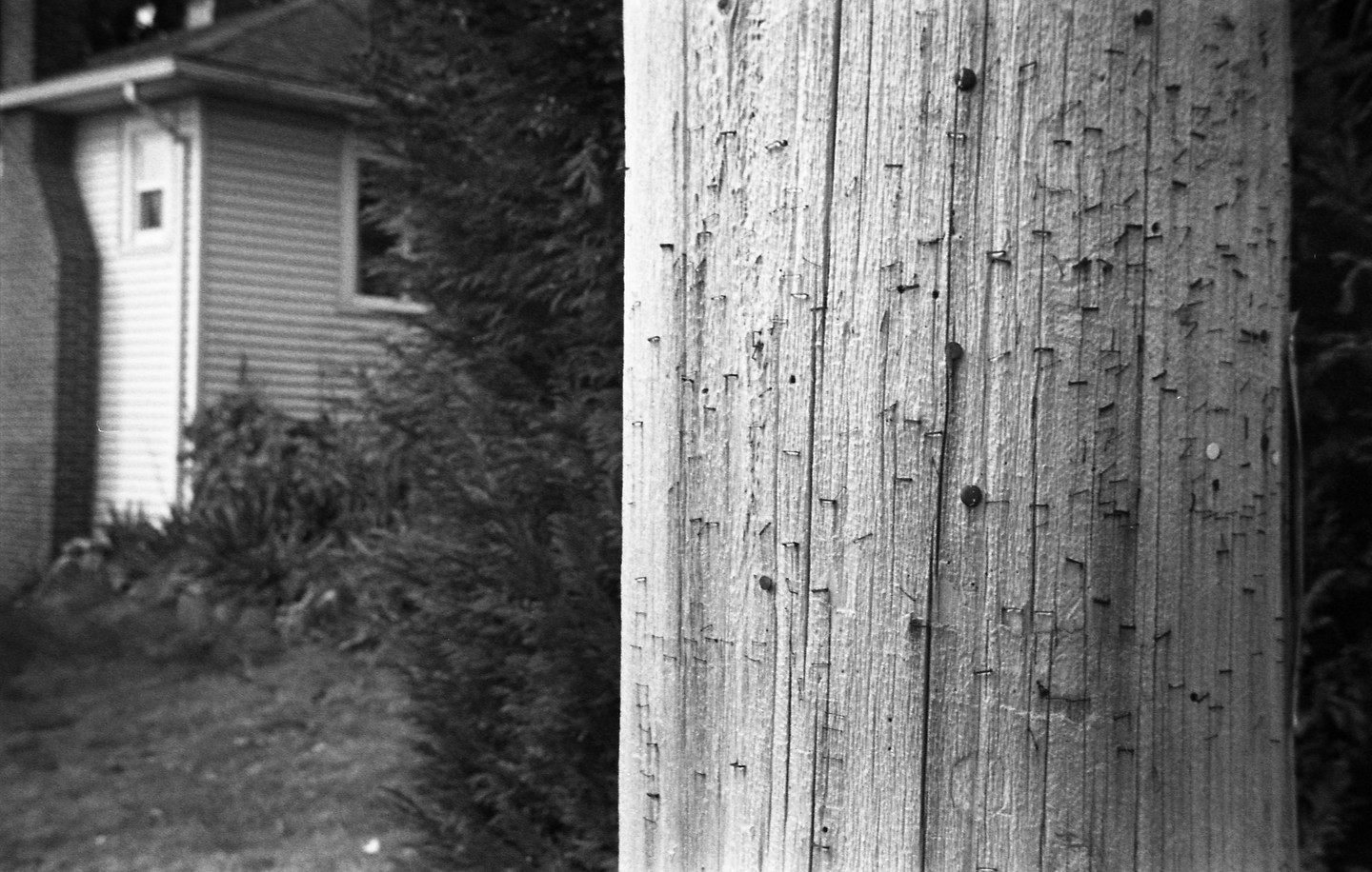 A wooden utility pole covered in staples stands in front of a house and shrubbery.