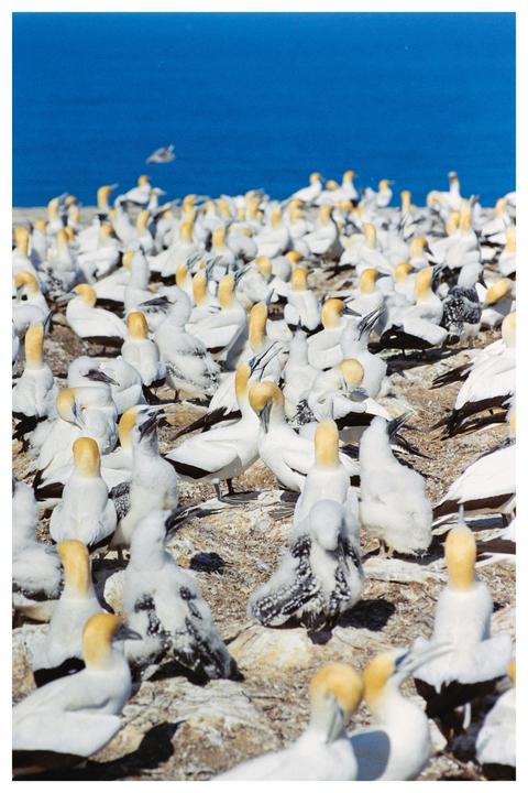 A large colony of gannet birds stands on a rocky cliff overlooking the ocean.