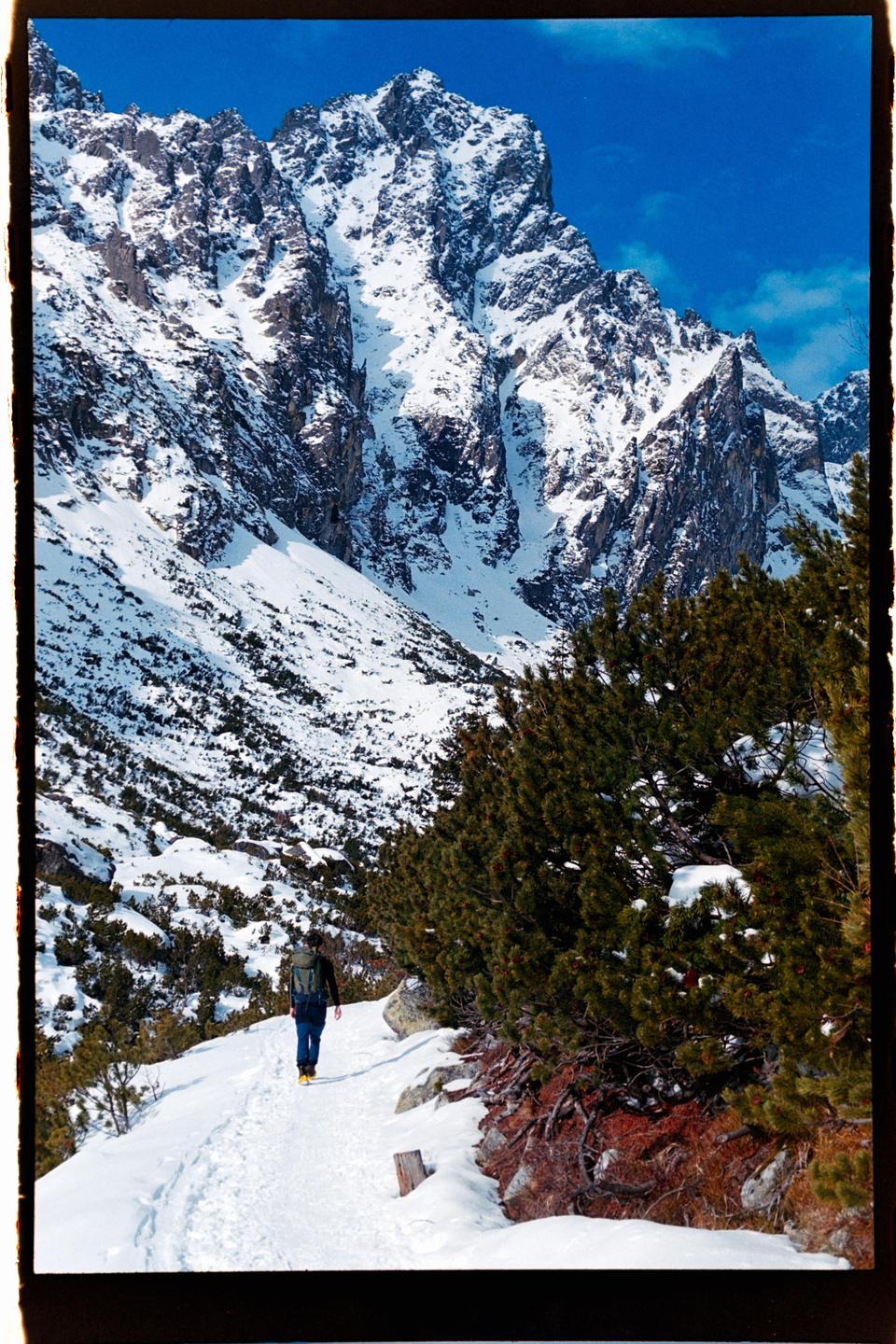 A man walks along a snowy path next to pine trees with a large snow-covered mountain in the background.