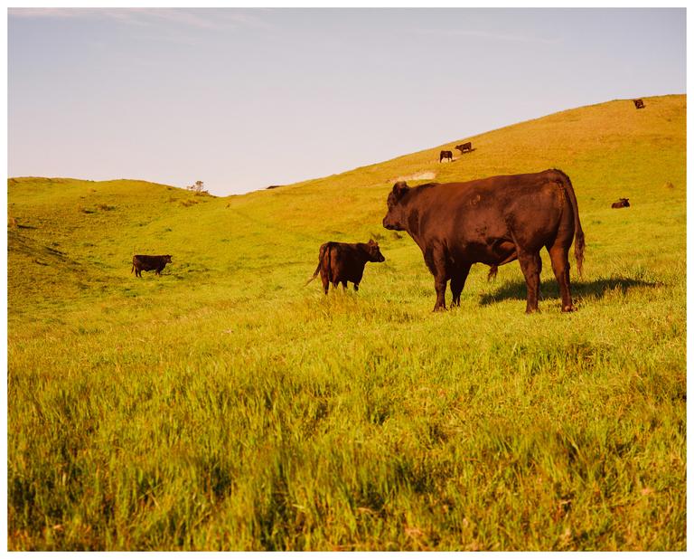 Several cows graze on a grassy hillside under a clear sky.