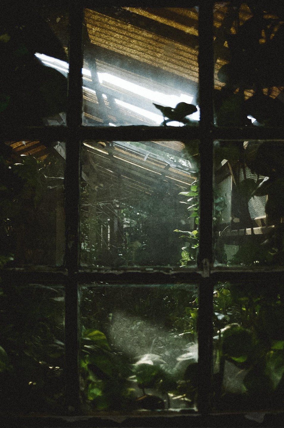 A view through a grimy window shows a lush, overgrown greenhouse with light streaming through its roof.