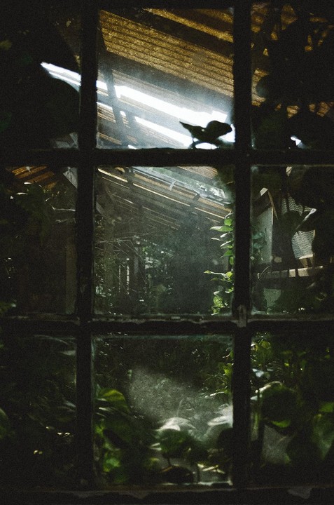 A view through a grimy window shows a lush, overgrown greenhouse with light streaming through its roof.