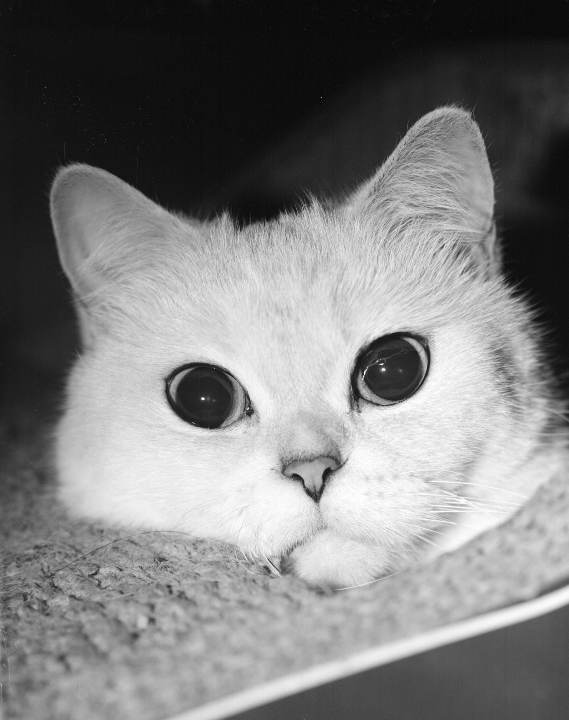 A cat with large, dark eyes peeks over a textured surface in a close-up, black and white portrait.