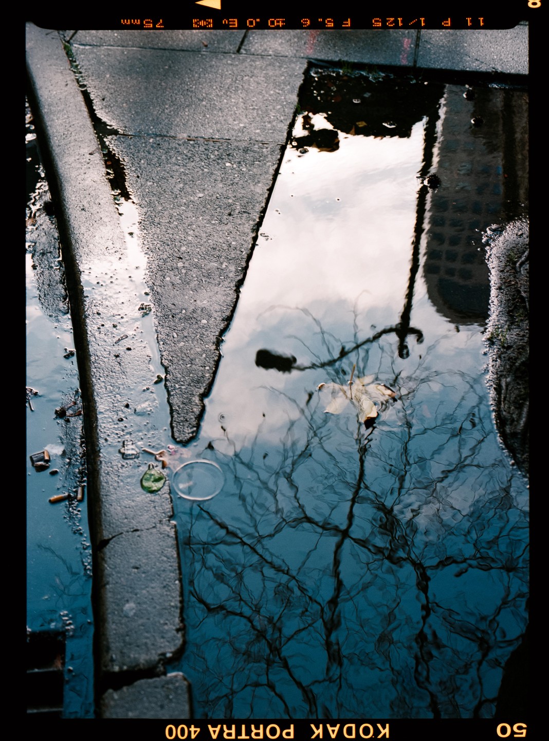 A leaf floats in a puddle on a street, reflecting a tree and sky.