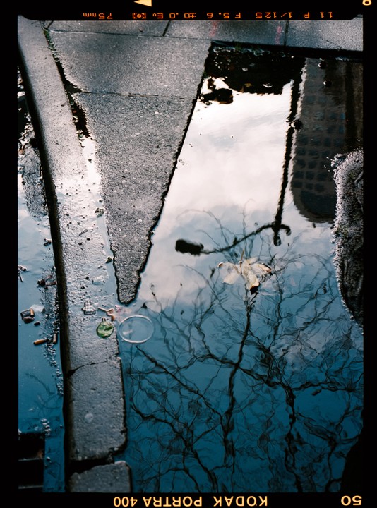 A leaf floats in a puddle on a street, reflecting a tree and sky.