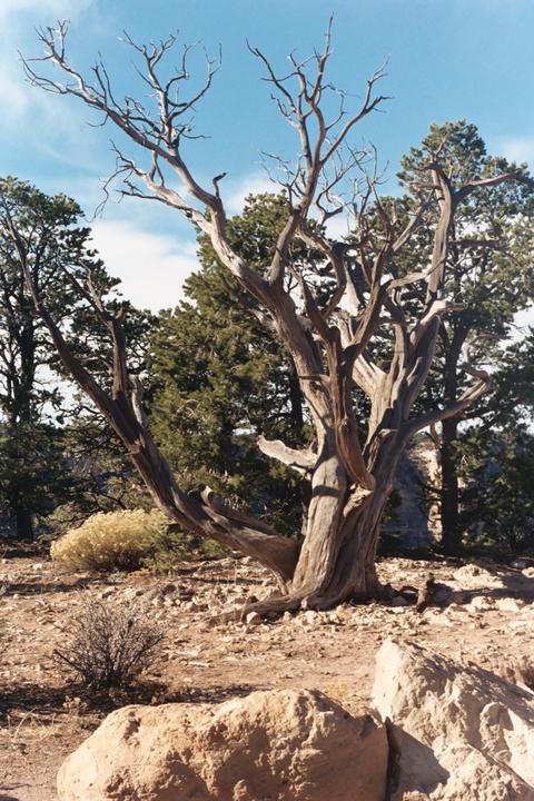 A gnarled, leafless tree stands in a rocky landscape with green trees and a blue sky in the background.