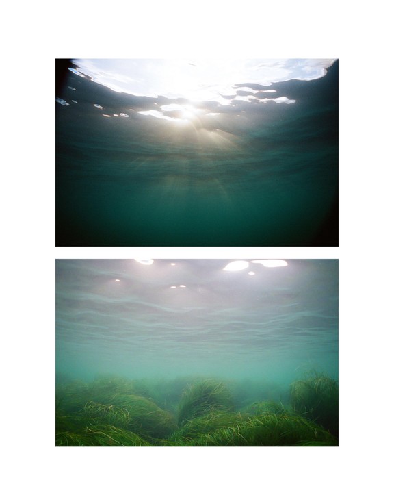 Sunlight streams through the surface of the water onto green underwater plants.