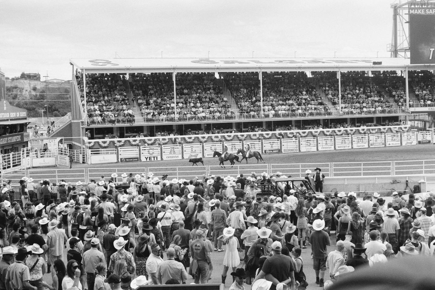 A large crowd of people wearing cowboy hats watches a rodeo event with horses and a dog in an arena.