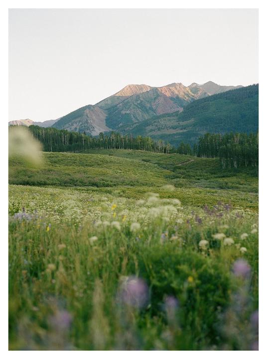 A field of wildflowers and grass leads to a forest and mountains under a bright sky.