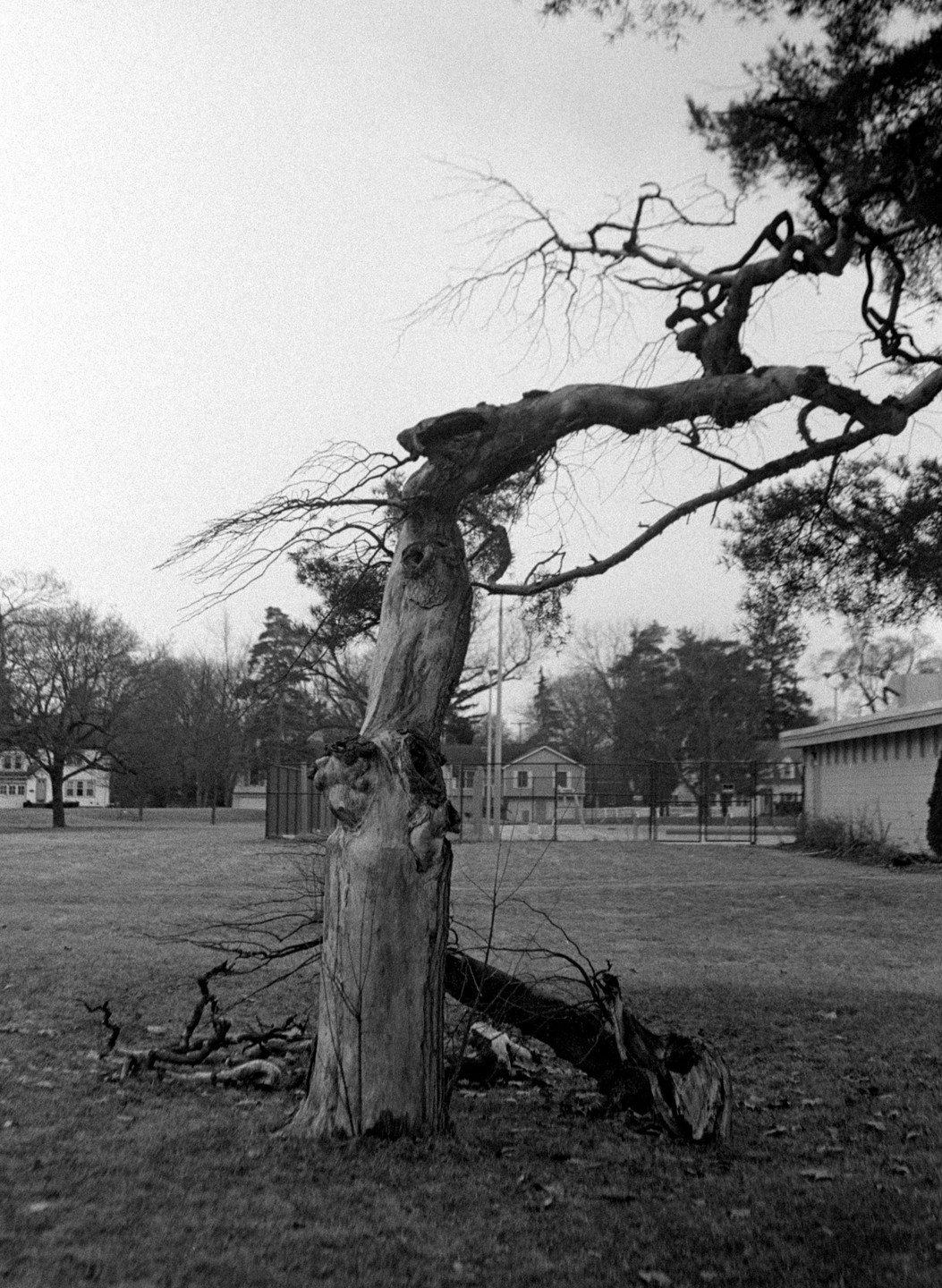 A gnarled tree with bare branches stands in a grassy field with houses and a fence in the background.