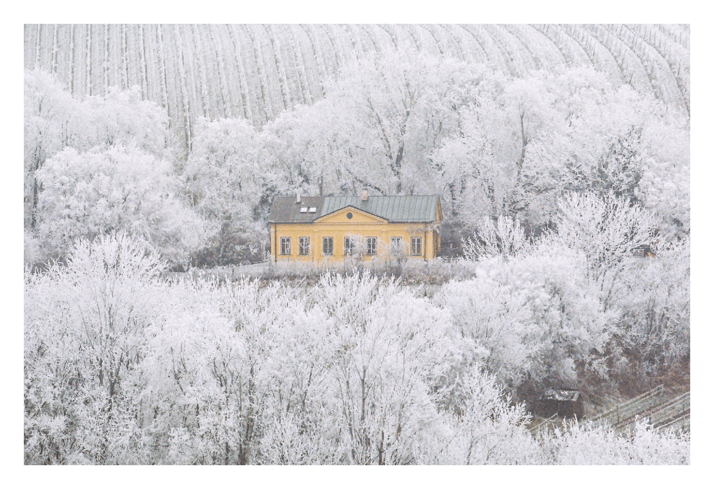A yellow house is nestled among snow-covered trees with a field in the background.