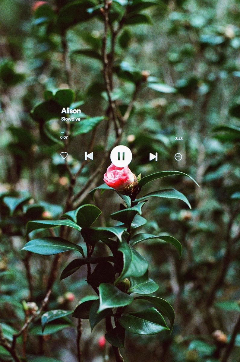 A pink flower bud is visible among green leaves with a music player overlay.