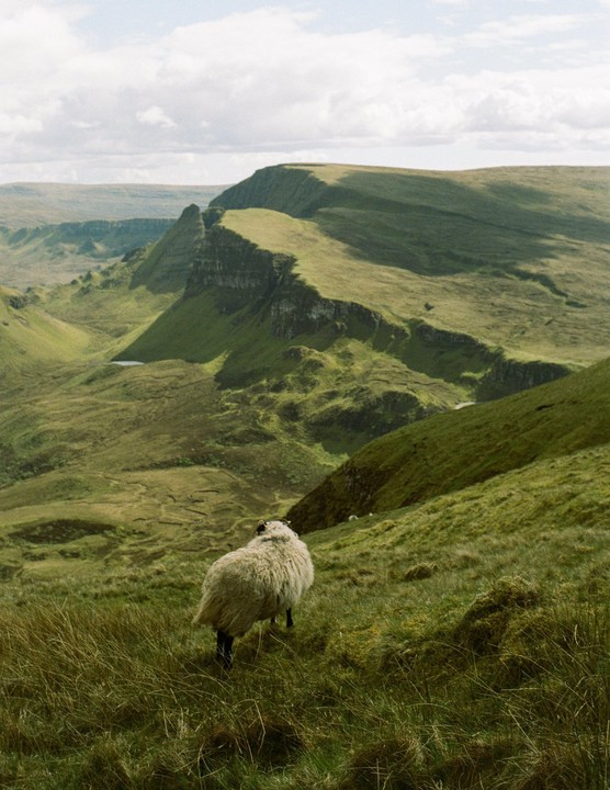 A sheep stands on a grassy hillside overlooking a vast, green mountainous landscape under a cloudy sky.