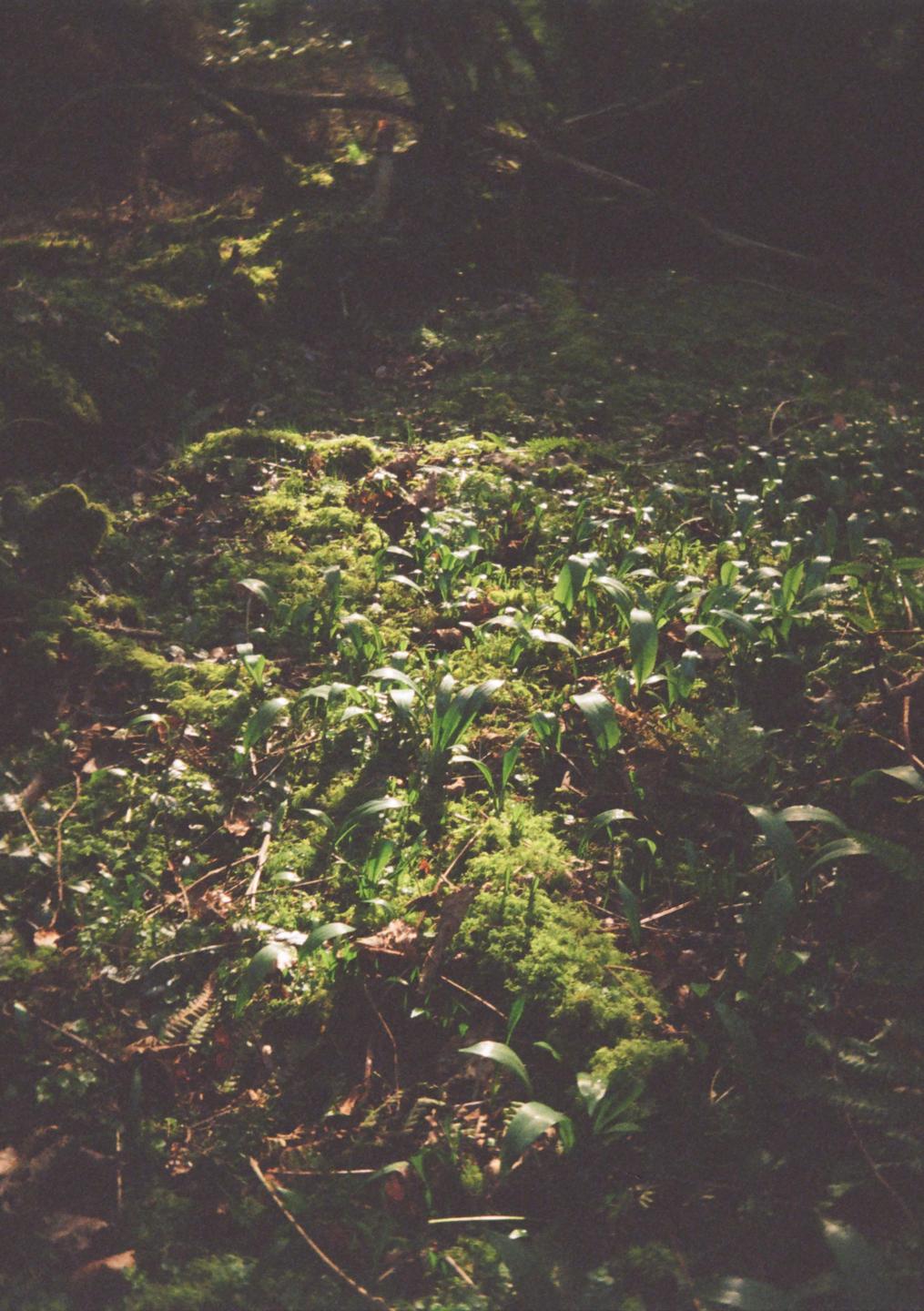 Sunlight illuminates a patch of moss and green plants on a forest floor.