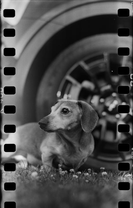 A dachshund sits in grass with small flowers in front of a car wheel.