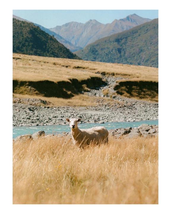 A sheep stands in a field of tall, dry grass with a turquoise river and mountains in the background.