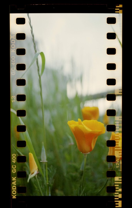 A field of orange poppies is captured on a film strip.