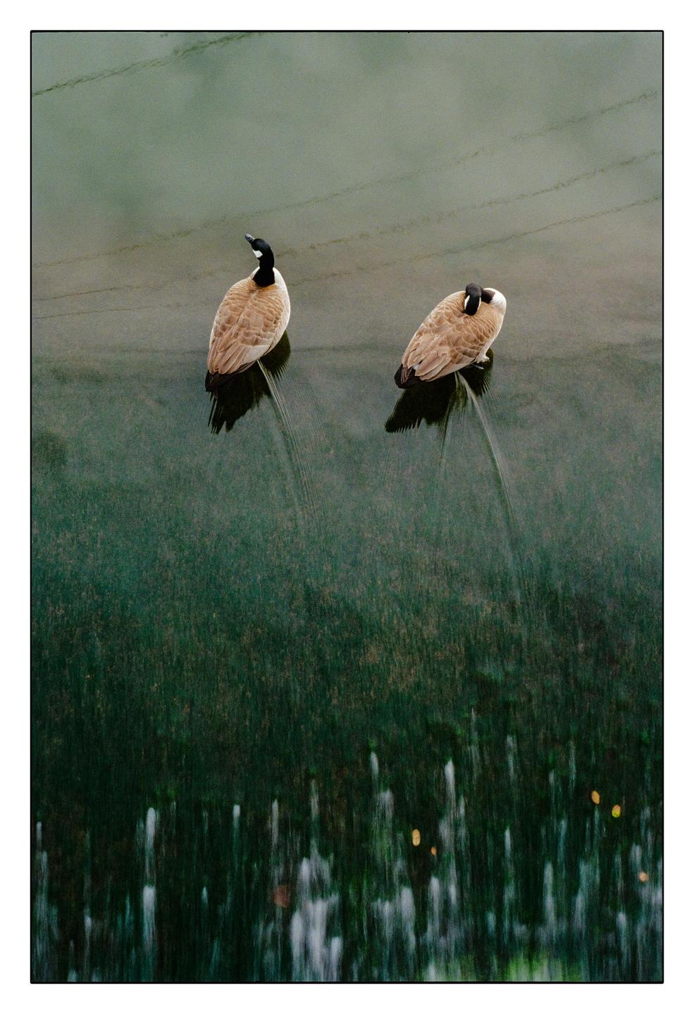 Two geese are standing on a surface with water flowing around them, creating streaks.
