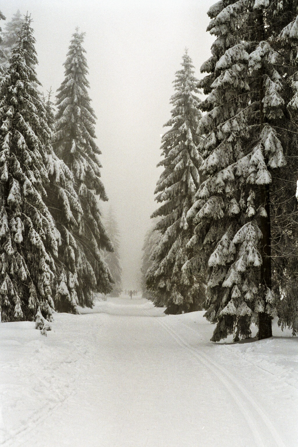 A snow-covered path with ski tracks leads through a forest of tall, snow-laden pine trees on a hazy winter day.