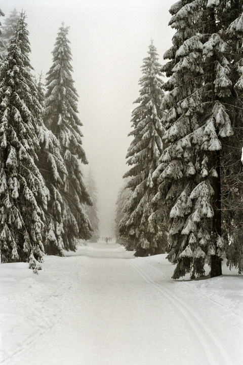 A snow-covered path with ski tracks leads through a forest of tall, snow-laden pine trees on a hazy winter day.