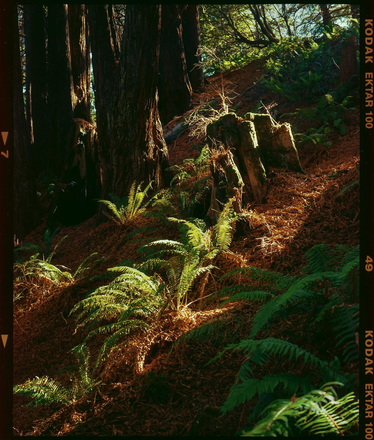 Sunlight illuminates ferns and tree stumps on a forest floor covered in pine needles.