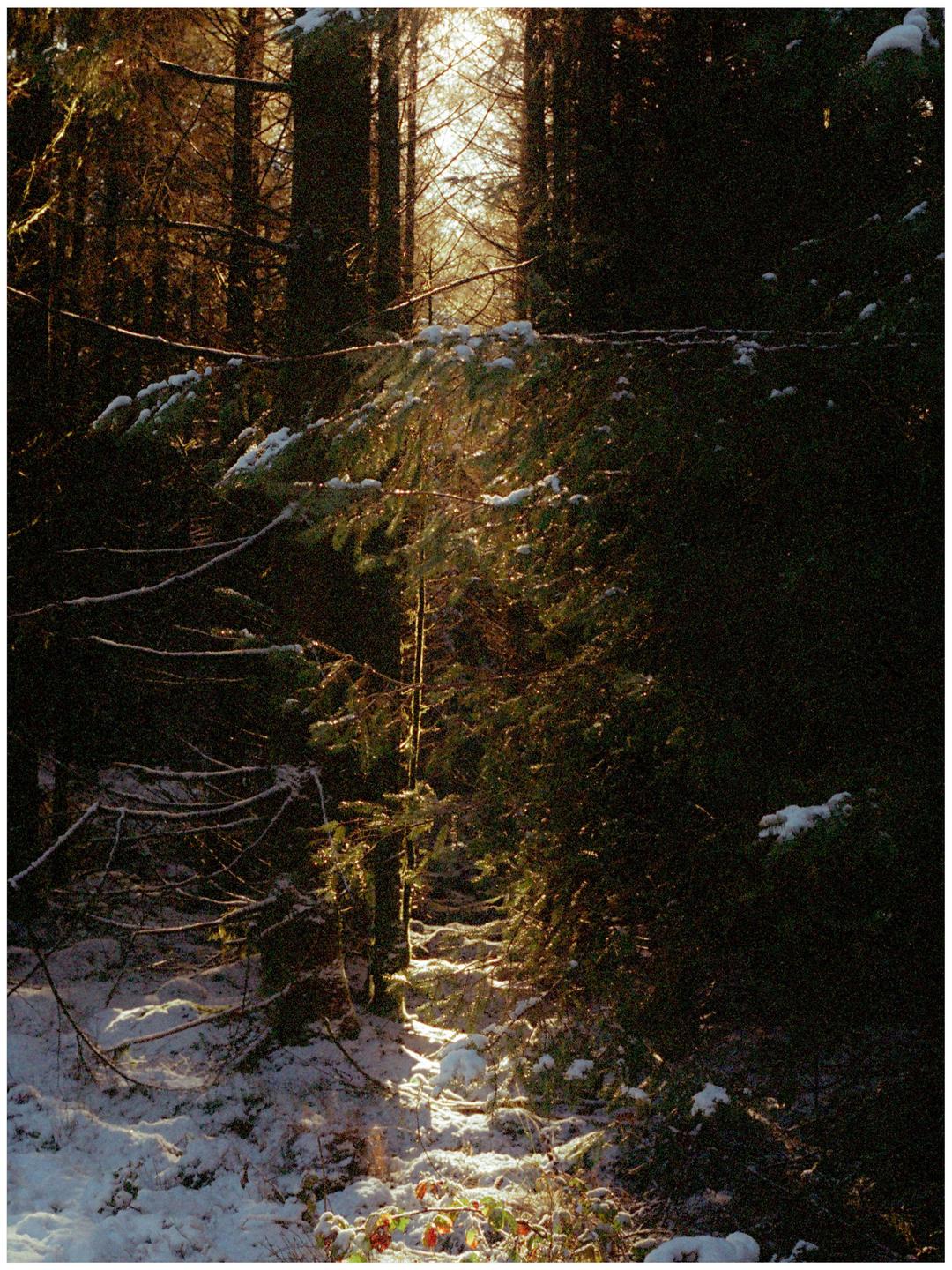 Sunlight illuminates a snowy path through a dense forest.