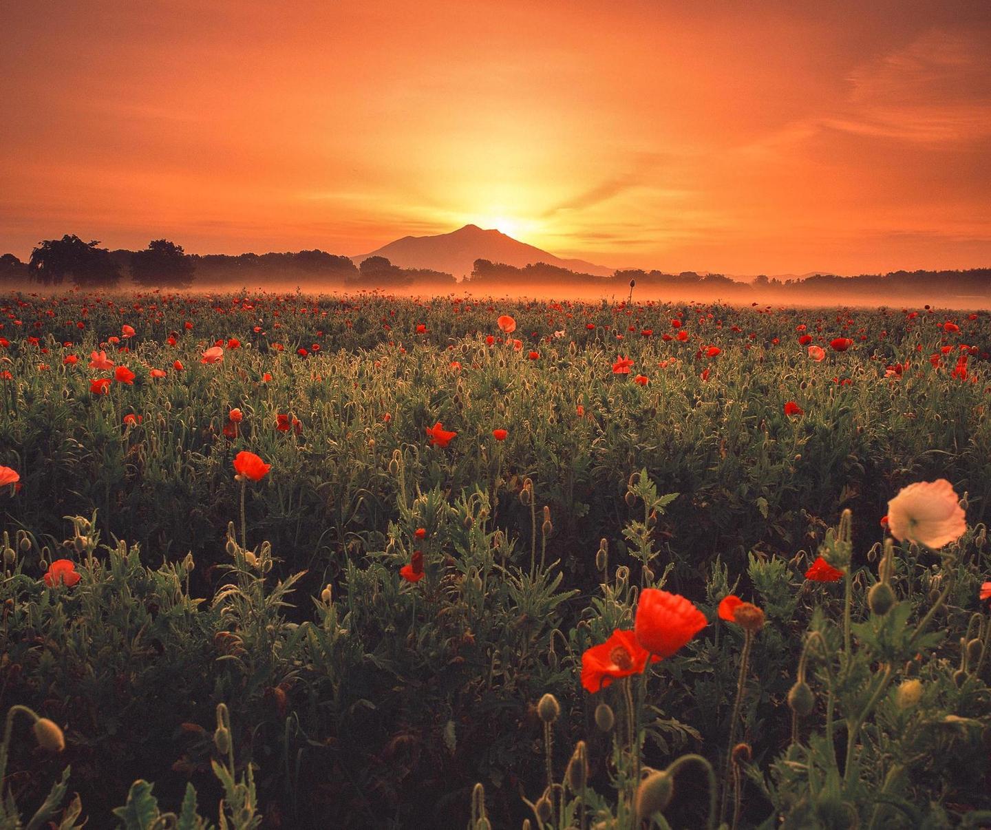 A field of red poppies stretches towards a mountain under a vibrant orange sky at sunrise.
