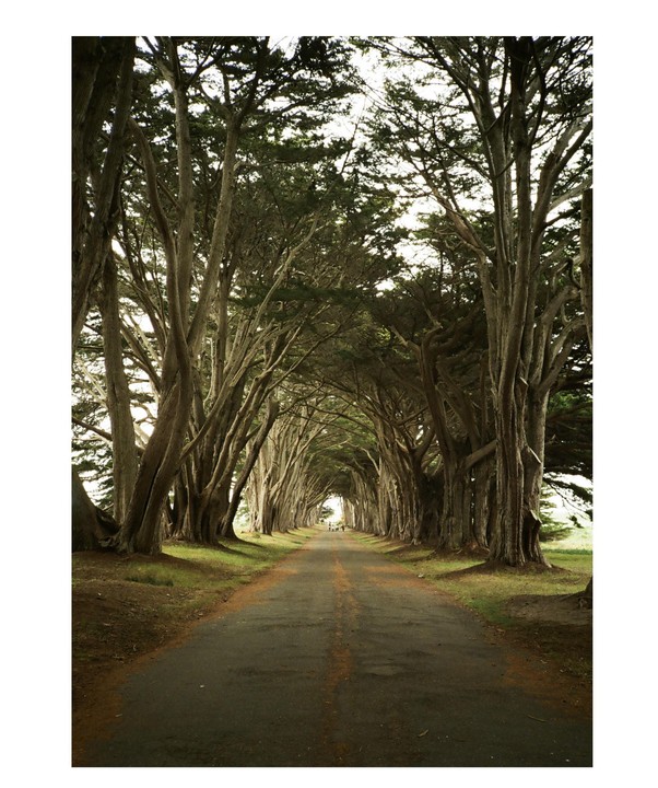 A long, straight road is lined on both sides by tall, gnarled trees that form a natural tunnel.
