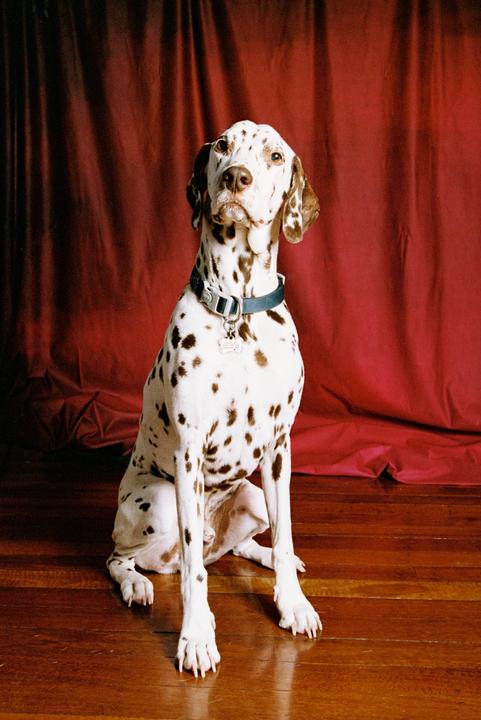A dalmatian dog with brown spots sits on a wooden floor in front of a red curtain.