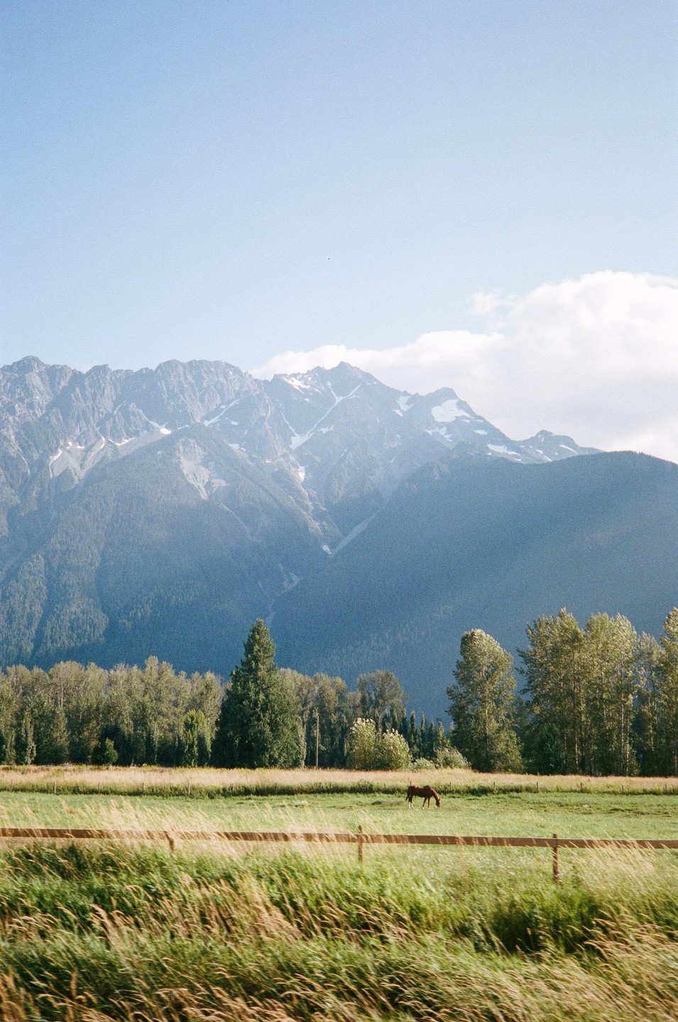 A horse grazes in a grassy field with a line of trees and snow-capped mountains in the background under a clear sky.