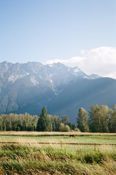A horse grazes in a grassy field with a line of trees and snow-capped mountains in the background under a clear sky.