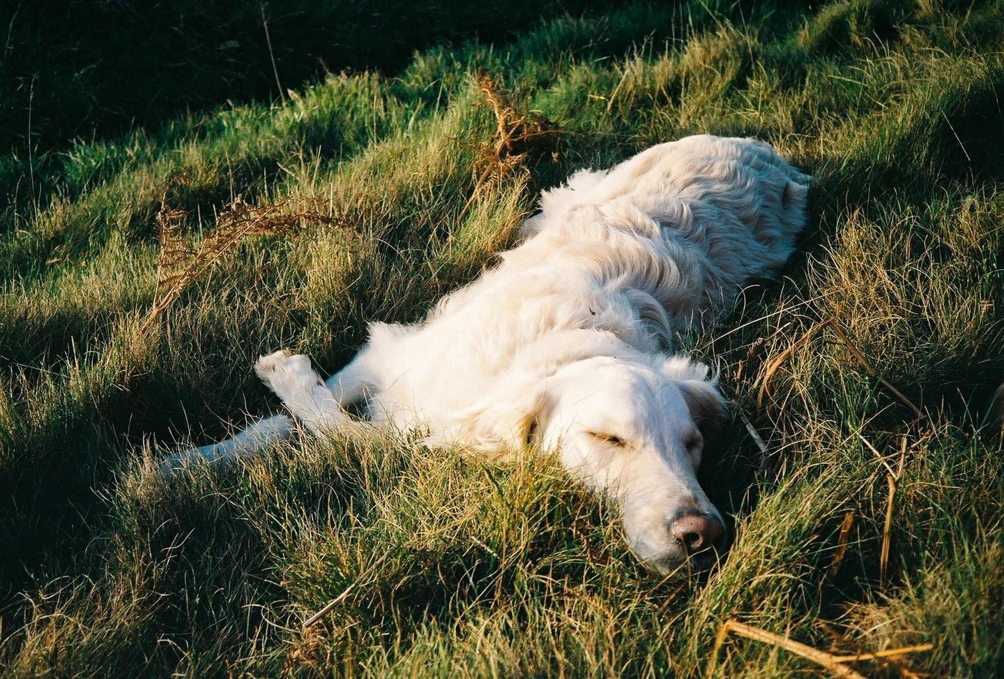 A golden retriever dog is sleeping in a field of tall grass.