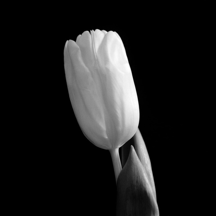 A single tulip with a stem and leaf is shown against a dark background.