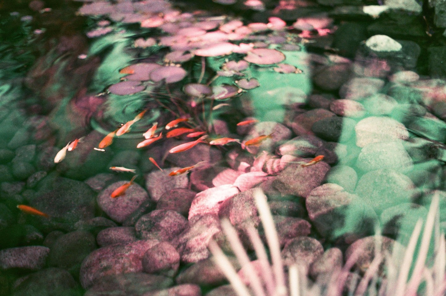 Small orange fish swim among rocks and lily pads in a pond.