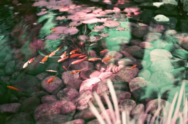 Small orange fish swim among rocks and lily pads in a pond.