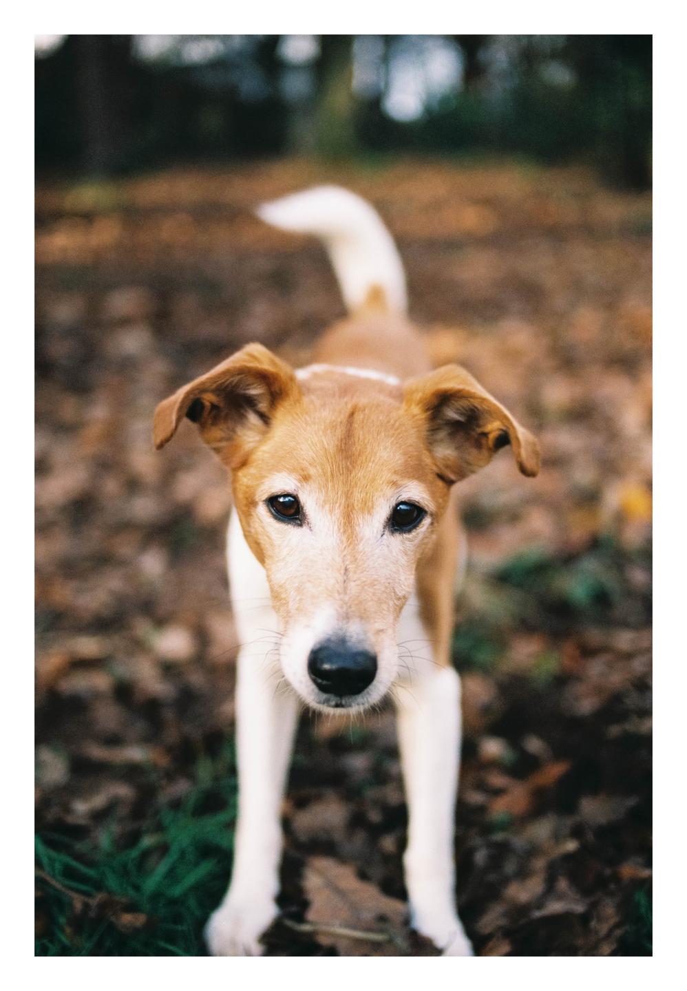 A brown and white dog stands on a ground covered with autumn leaves.