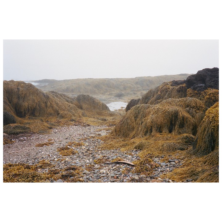 A rocky beach covered in seaweed is shrouded in fog.