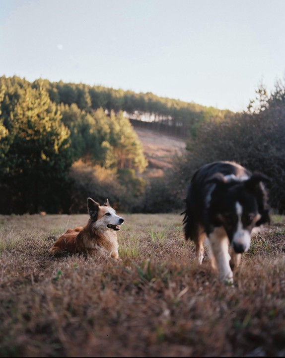 Two dogs are in a field with a forest in the background.
