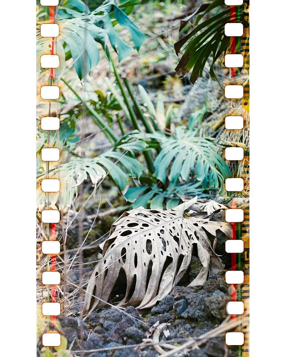 A large, decaying monstera leaf with many holes lies on dark rocks, with green monstera plants in the background.