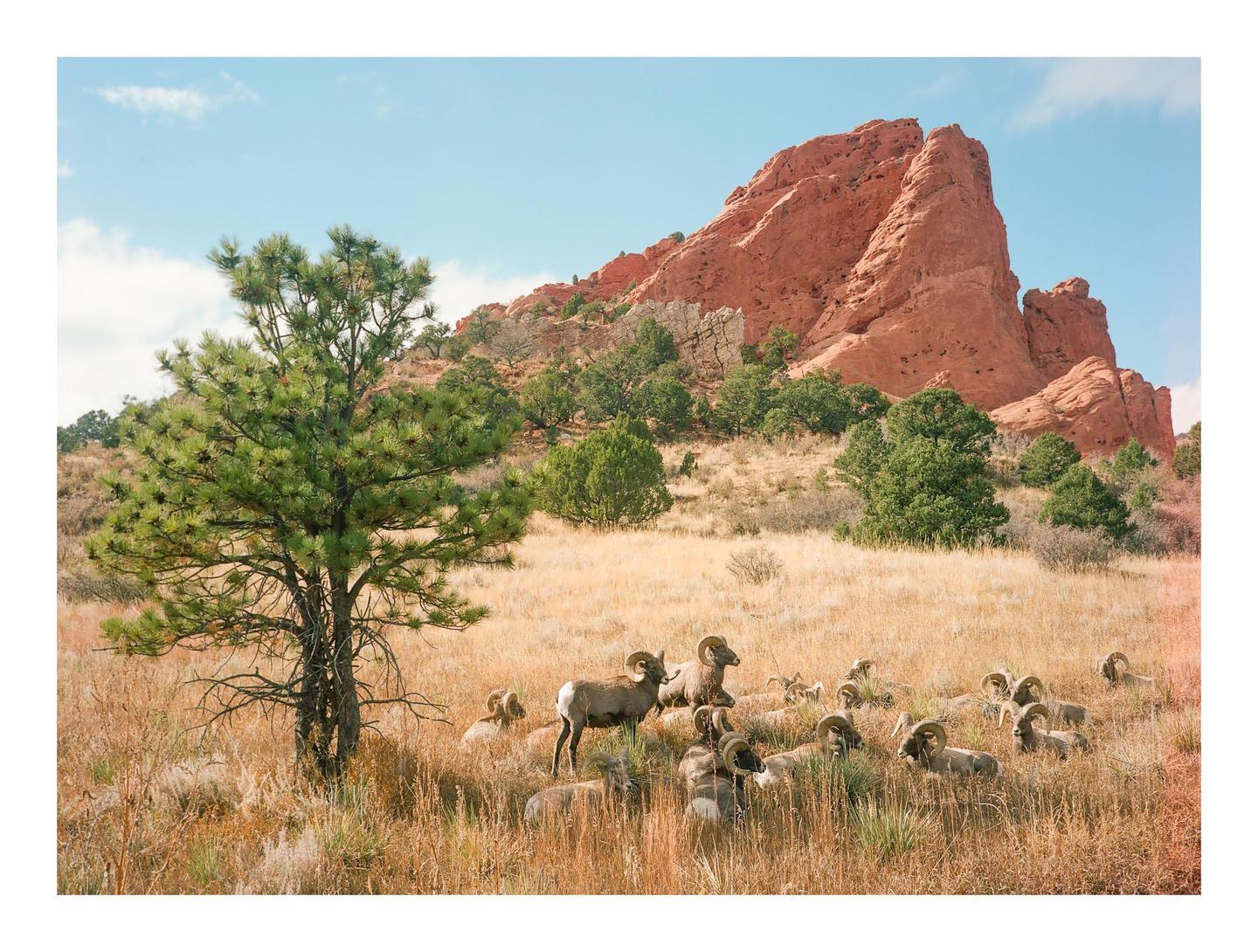 A herd of bighorn sheep rests in a field of dry grass with a large red rock formation and a pine tree in the background.