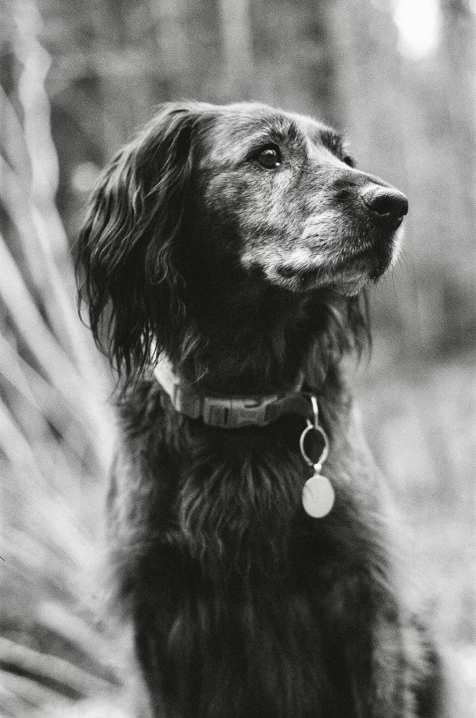 A dog with a collar and tag looks to the right.