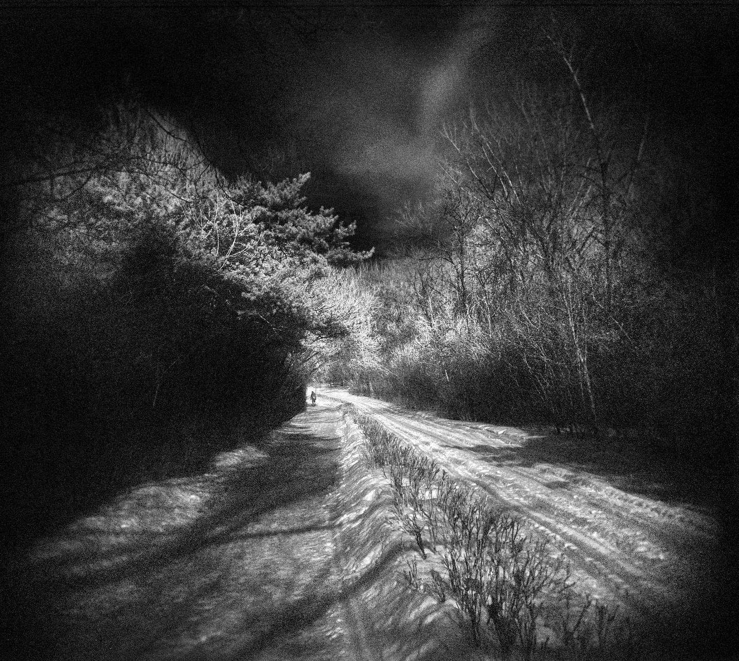 A person walks down a snow-covered path lined with trees and bushes.