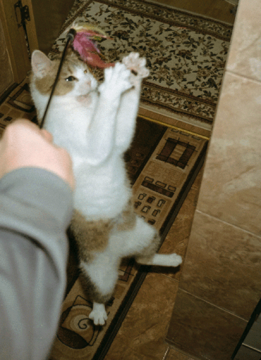 A cat stands on its hind legs, playing with a feather toy held by a person.