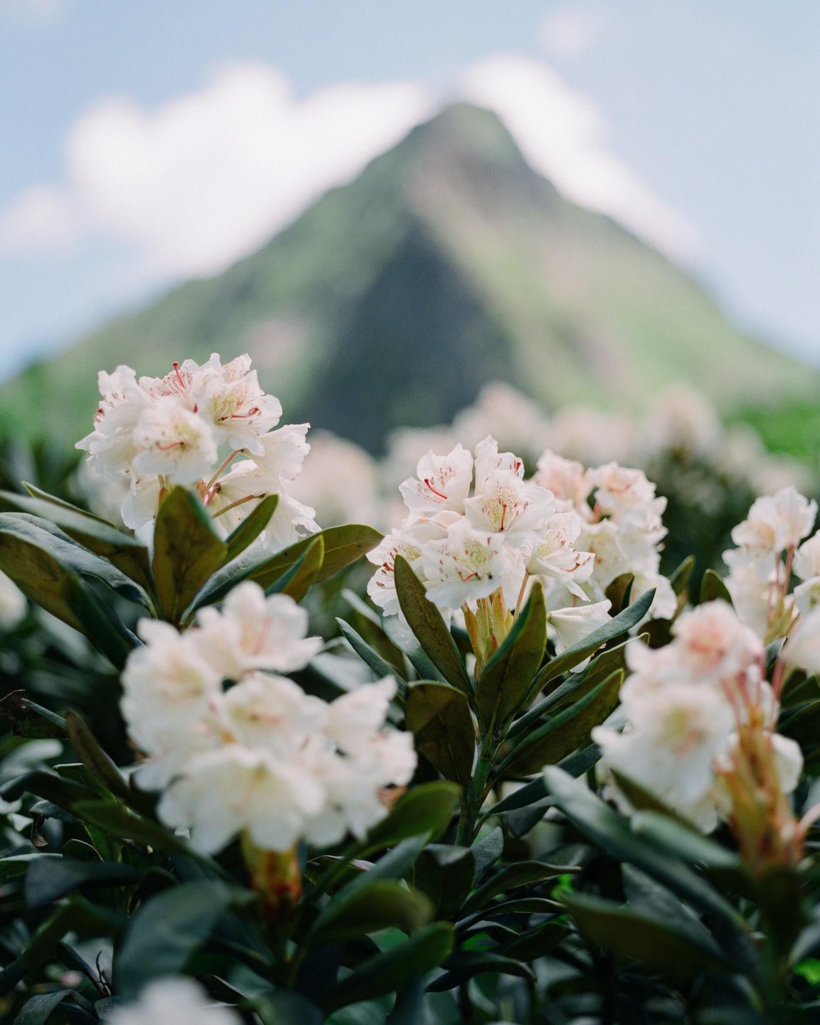 White rhododendron flowers are in the foreground with a green mountain peak in the background under a blue sky.