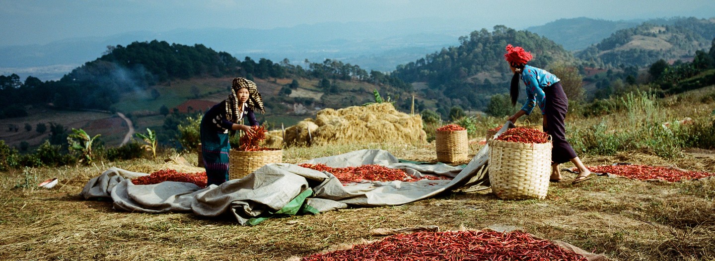 Two women are harvesting chili peppers on a hillside with mountains in the background.