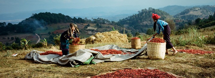 Two women are harvesting chili peppers on a hillside with mountains in the background.