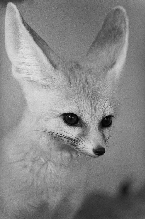 A fennec fox with large ears and dark eyes looks down and to the right.