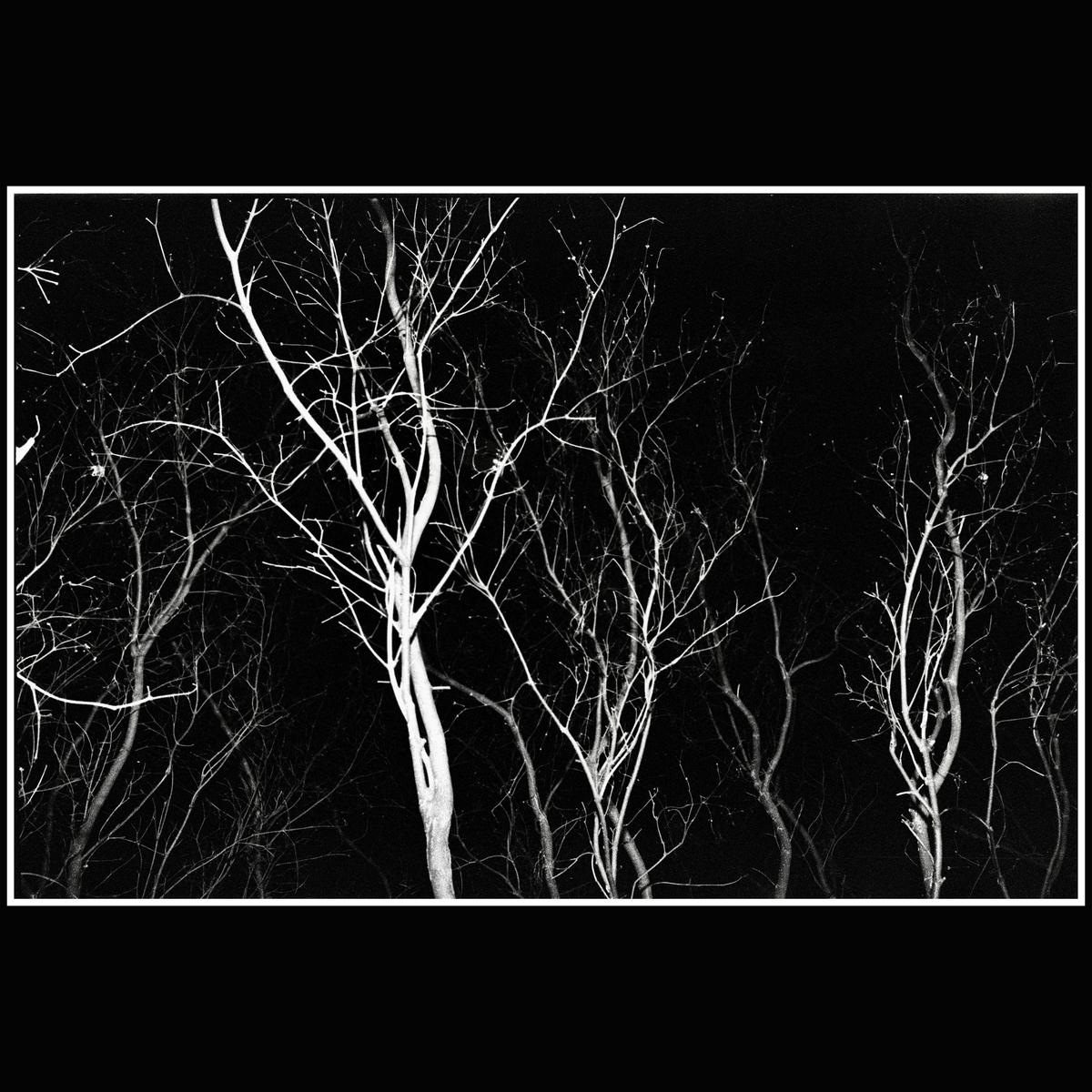 Bare trees with thin branches are illuminated against a dark background.